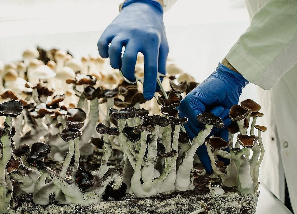 Mushroom Stew Recipe